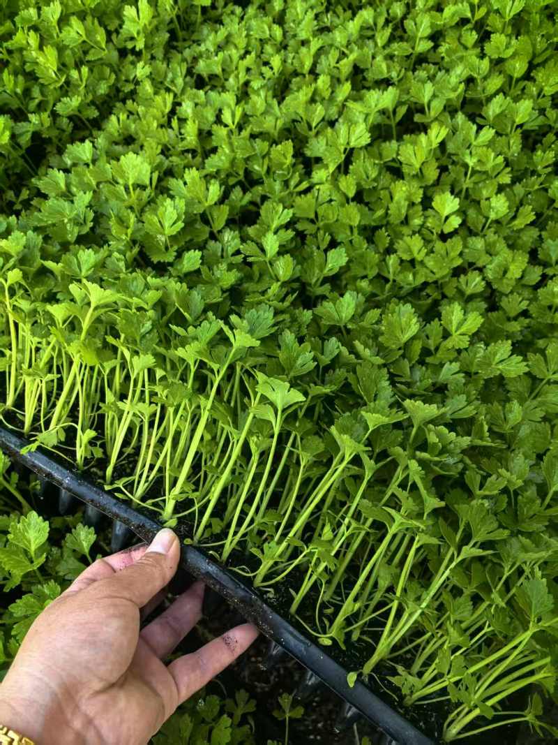 法国皇后穴盘芹菜苗，基地直发，保质保量，诚信经营，欢迎选购