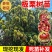 果园直发嫁接板栗苗大红袍迁西板栗锥栗等包对版包成活率