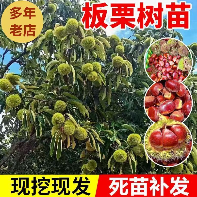 果园直发嫁接板栗苗大红袍迁西板栗锥栗等包对版包成活率