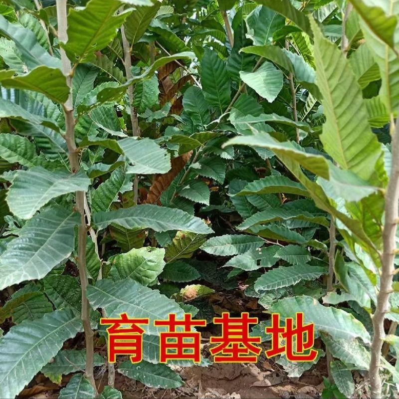 果园直发嫁接板栗苗大红袍迁西板栗锥栗等包对版包成活率