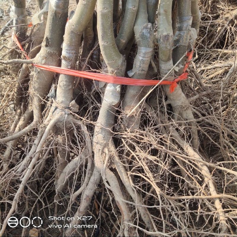 果园直发嫁接板栗苗大红袍迁西板栗锥栗等包对版包成活率