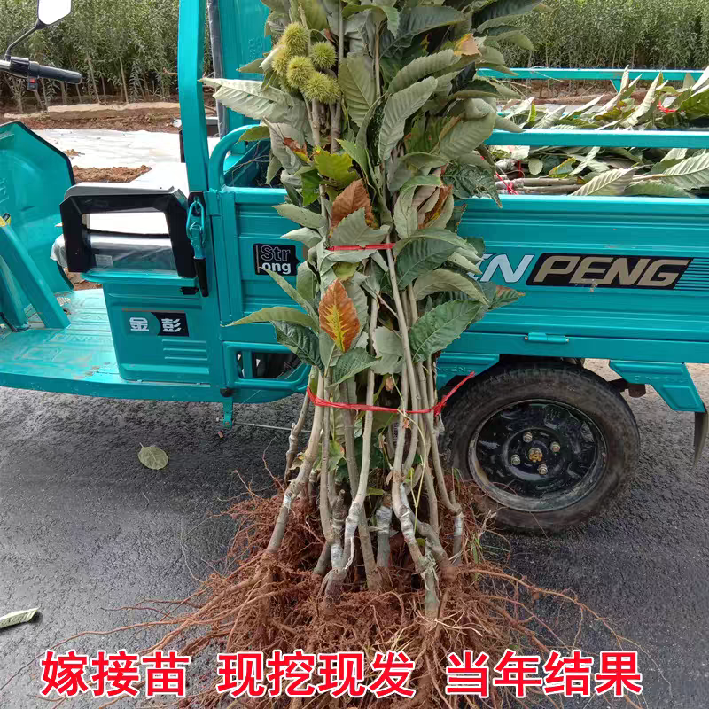 果园直发嫁接板栗苗大红袍迁西板栗锥栗等包对版包成活率