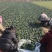 趴地菠菜无白点无黄叶电商批发全国发货