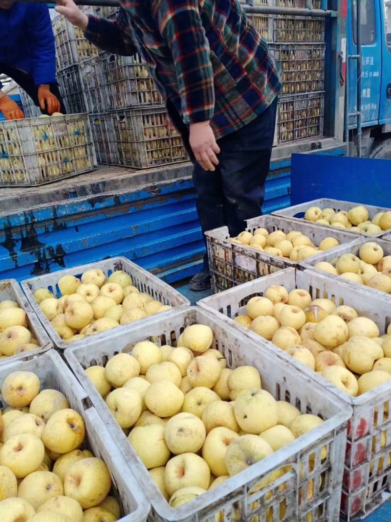 皇冠梨