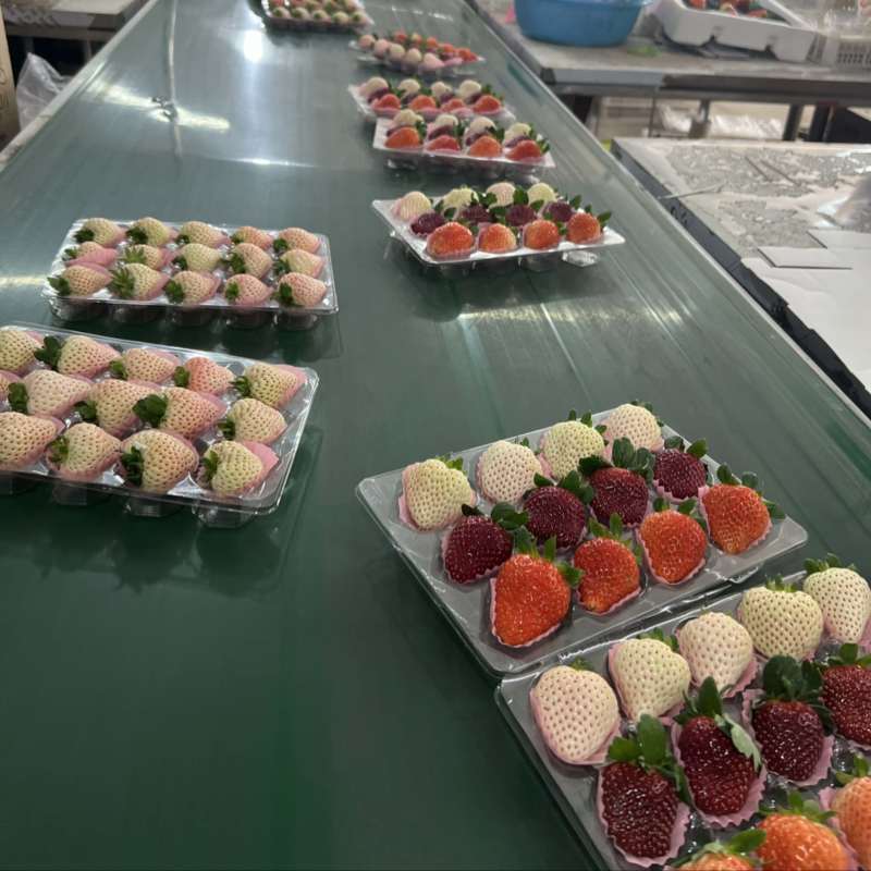 彩色草莓三色草莓