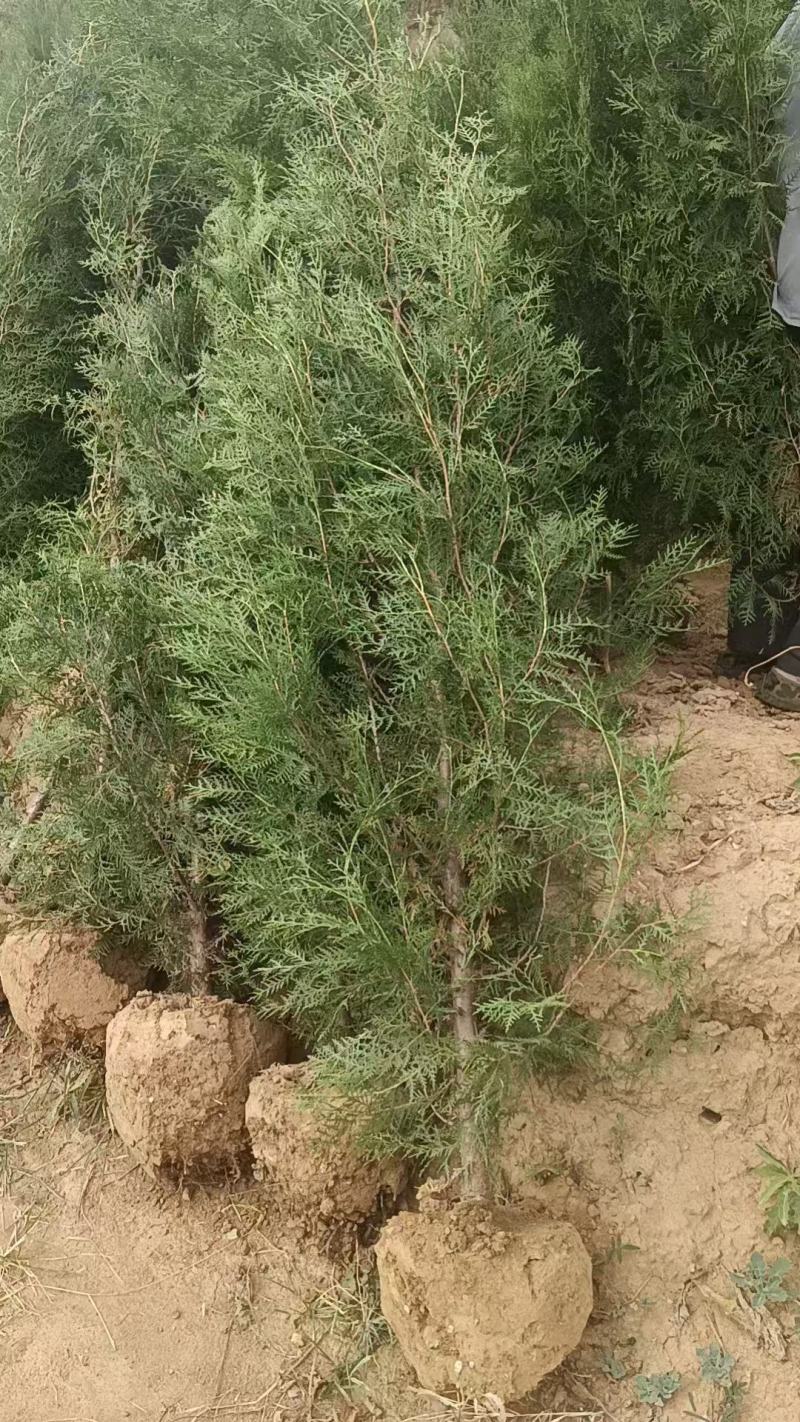 柏树