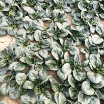 越冬菠菜（爬地菠菜）,无白点无死叶,手工干净,专业工人