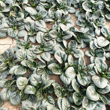 越冬菠菜（爬地菠菜）,无白点无死叶,手工干净,专业工人