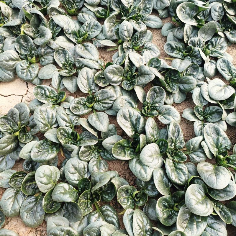 越冬菠菜（爬地菠菜）,无白点无死叶,手工干净,专业工人