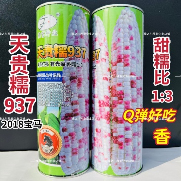 天贵糯937玉米种子宝马彩甜糯玉米种子大棒高产Q弹软糯