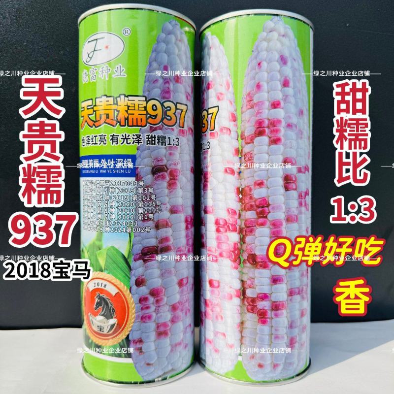 天贵糯937玉米种子宝马彩甜糯玉米种子大棒高产Q弹软糯