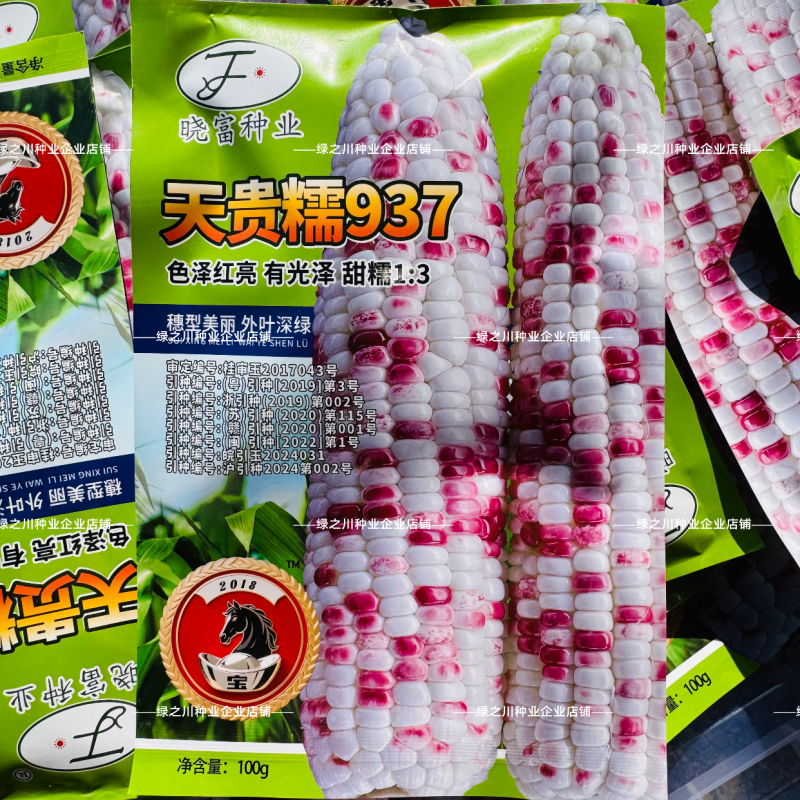 天贵糯937玉米种子宝马彩甜糯玉米种子大棒高产Q弹软糯