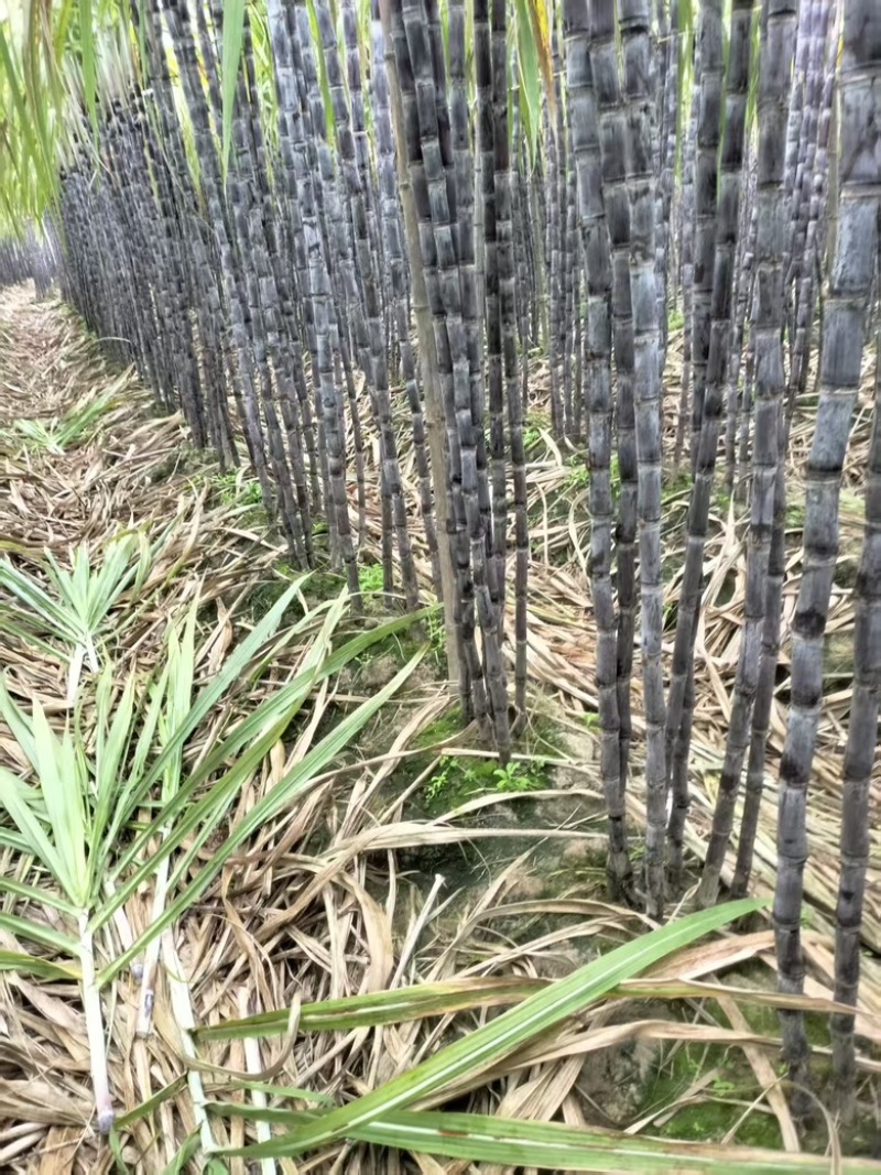 黑皮，黄金甘蔗
