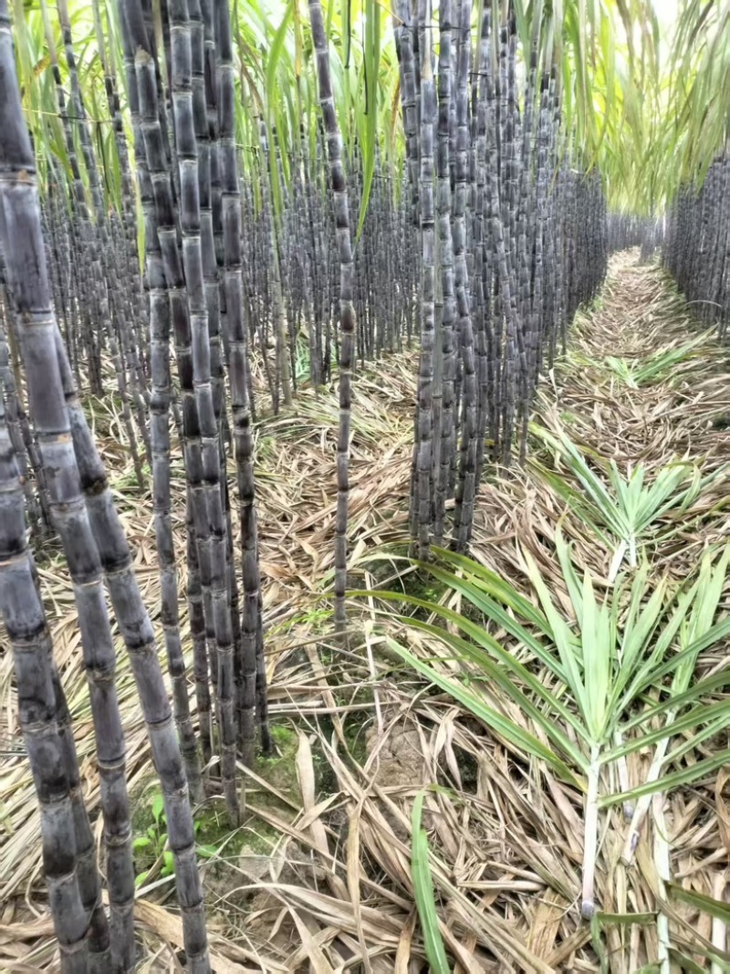 黑皮，黄金甘蔗