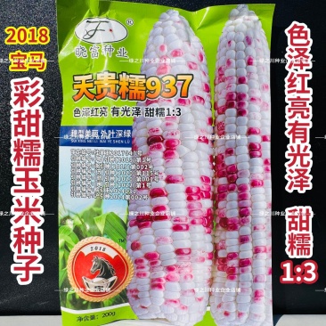 晓富彩甜糯玉米种子2018宝马甜糯玉米种子大棒鲜食苞米种
