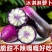 冰激凌萝卜电商一件代发水果萝卜货源稳定