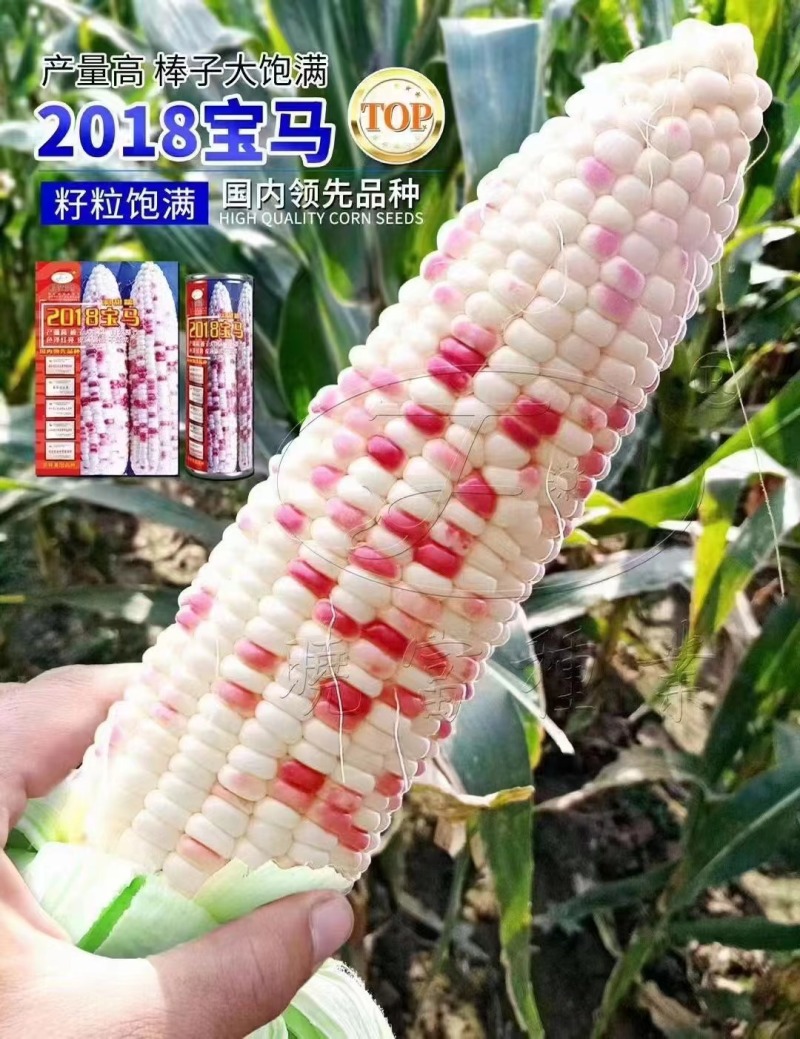 晓富彩甜糯玉米种子2018宝马甜糯玉米种子大棒鲜食苞米种