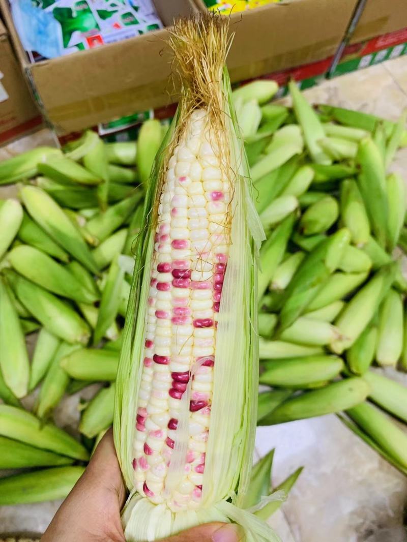 晓富彩甜糯玉米种子2018宝马甜糯玉米种子大棒鲜食苞米种