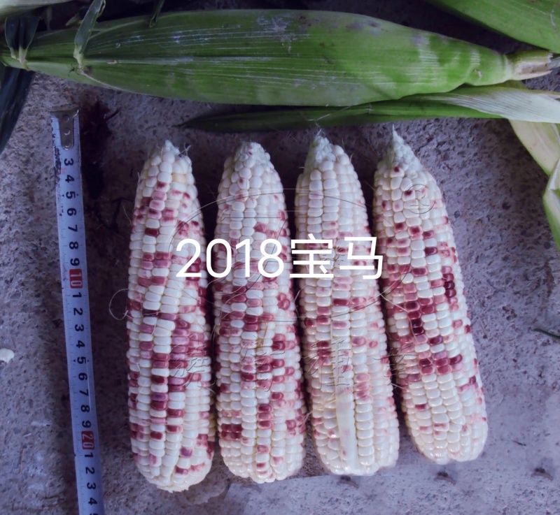 晓富彩甜糯玉米种子2018宝马甜糯玉米种子大棒鲜食苞米种