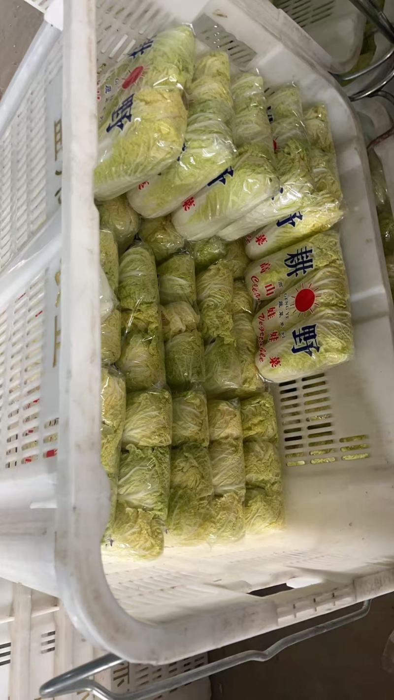 娃娃菜湖北宜城娃娃菜产地直发保质保量对接全国