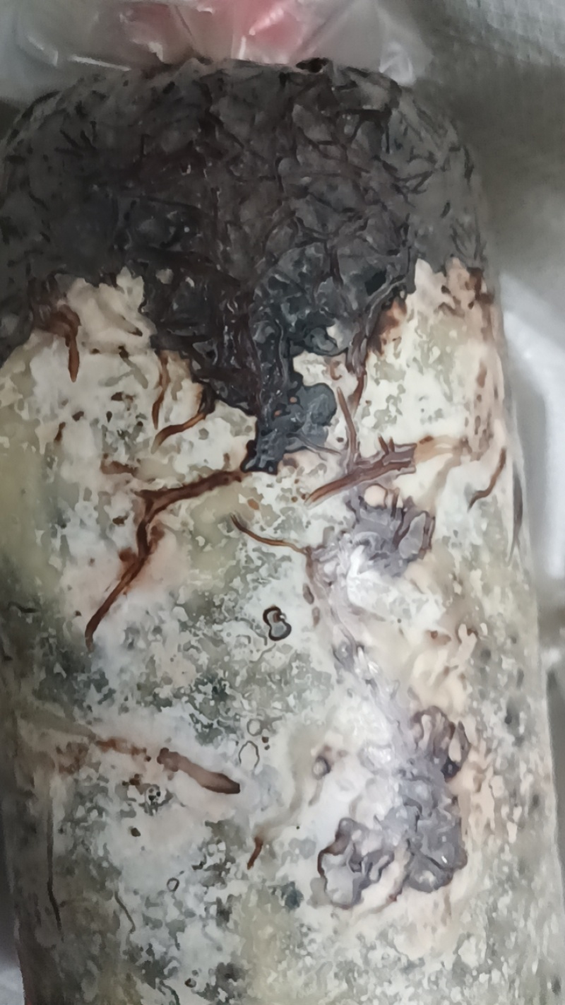 厂家批发优质高产天麻密环菌天麻菌种菌棒量大从优