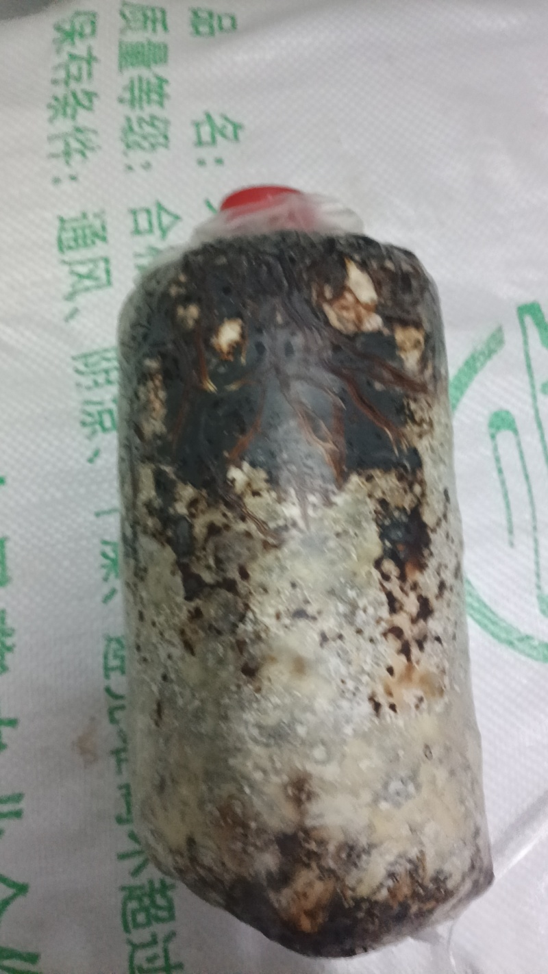 厂家批发优质高产天麻密环菌天麻菌种菌棒量大从优