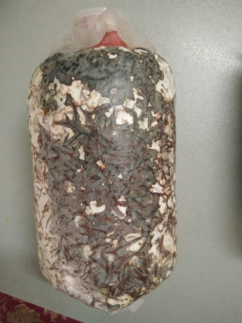 厂家批发优质高产天麻密环菌天麻菌种菌棒量大从优