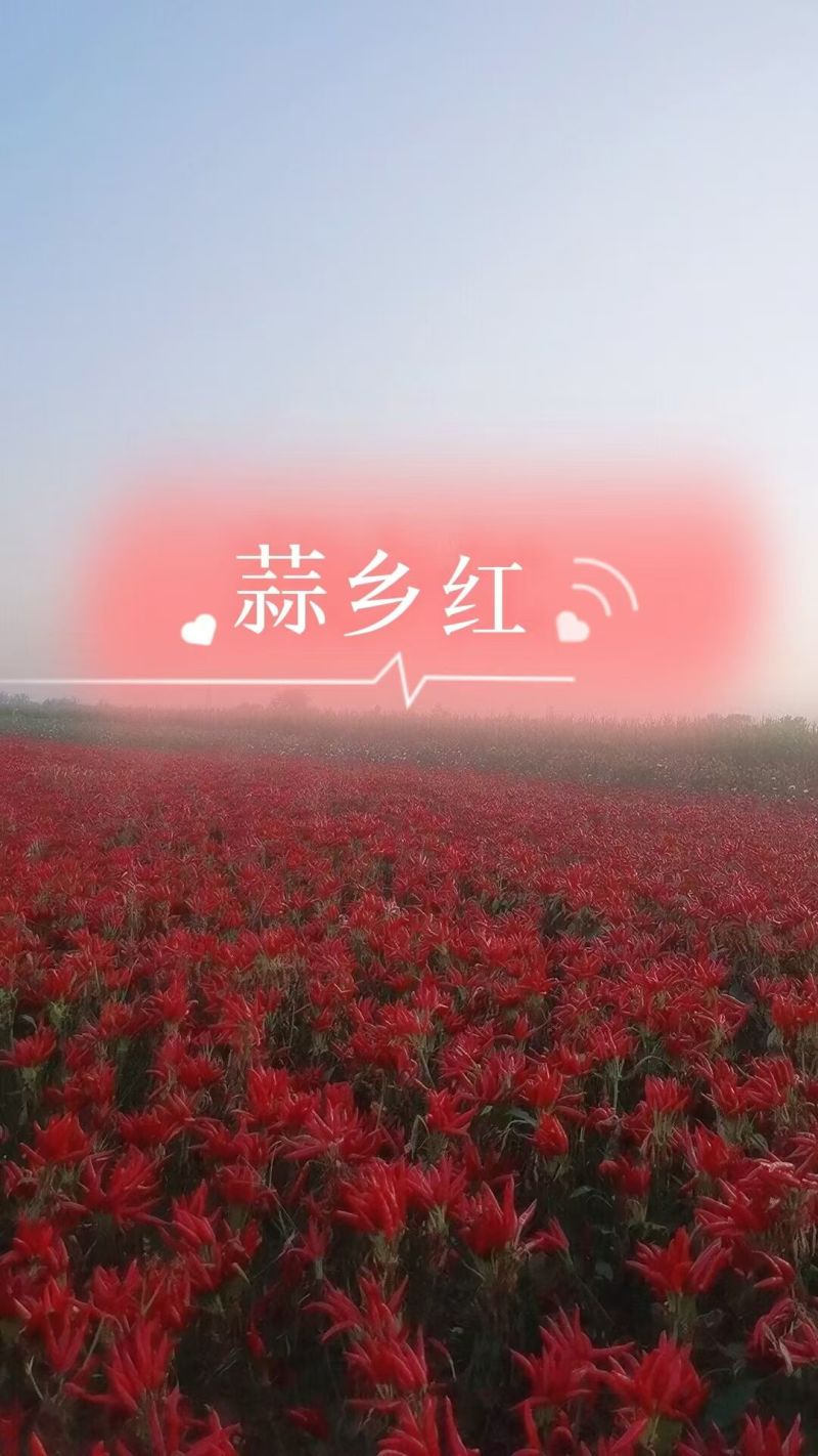 金贵宏蒜乡红椒万家辣椒苗免费技术指导后期提供销路