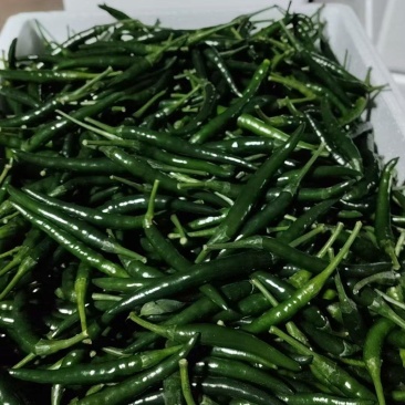 青小米椒，红小米椒