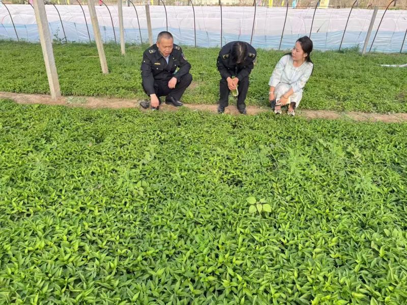 金贵宏蒜乡红椒万家辣椒苗免费技术指导后期提供销路