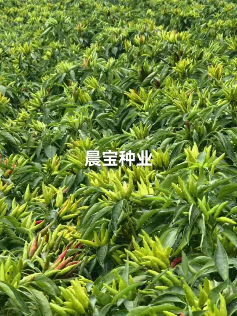 金贵宏朝天椒辣椒苗免费技术指导后期提供销路