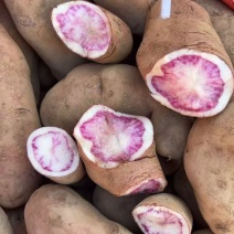 云南七彩土豆大量供应基地直发对接全国量大从优