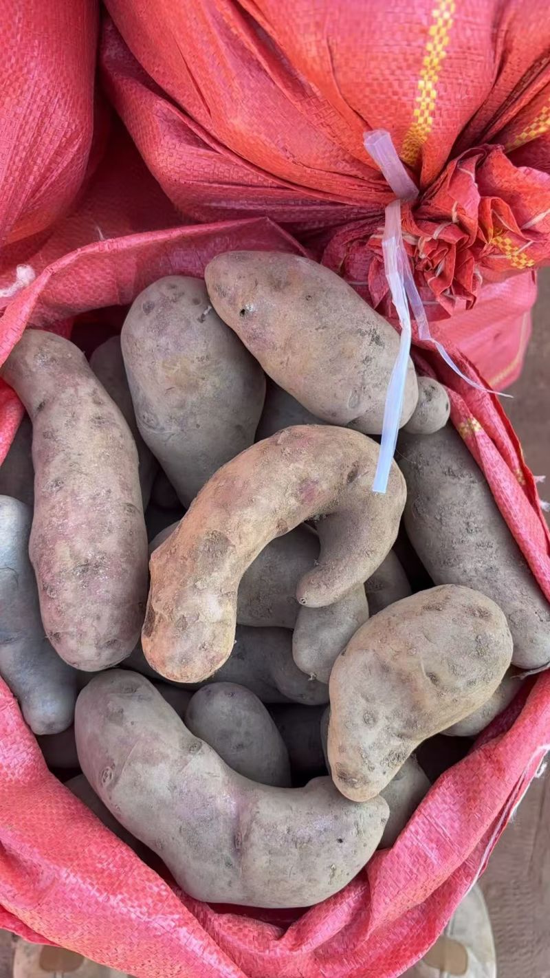 云南七彩土豆大量供应基地直发对接全国量大从优