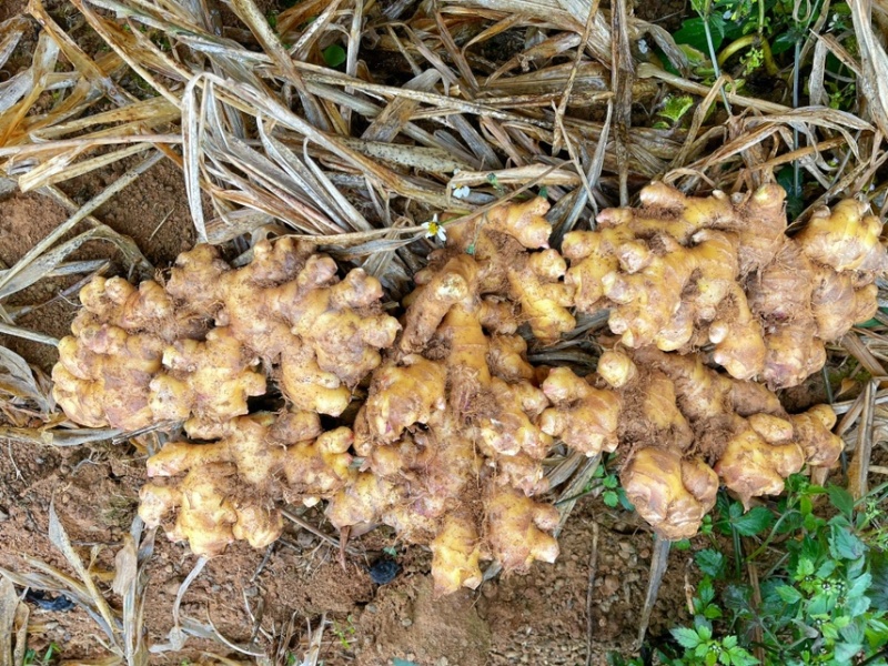 大量出售二黄姜，地里现挖，姜色泽金黄，码子漂亮，姜块适中市场