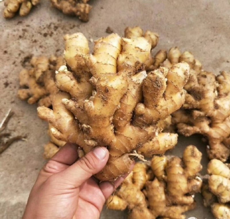 大量出售二黄姜，地里现挖，姜色泽金黄，码子漂亮，姜块适中市场