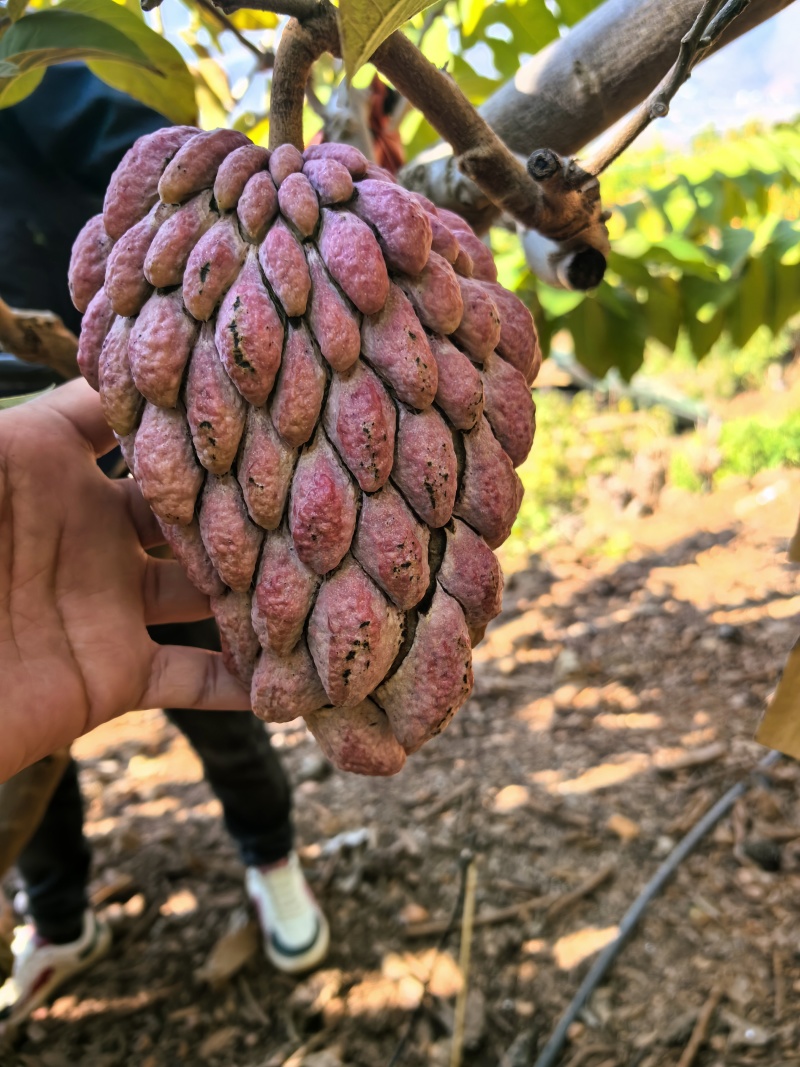 澳洲红龙释迦果