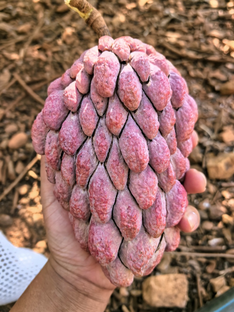 澳洲红龙释迦果