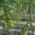 蜜青提1号小番茄种子水果千禧樱桃番茄种籽早春越夏耐热高