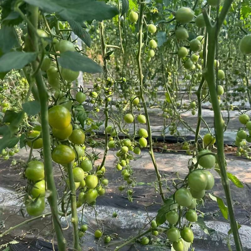 蜜青提1号小番茄种子水果千禧樱桃番茄种籽早春越夏耐热高