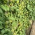 蜜青提1号小番茄种子水果千禧樱桃番茄种籽早春越夏耐热高