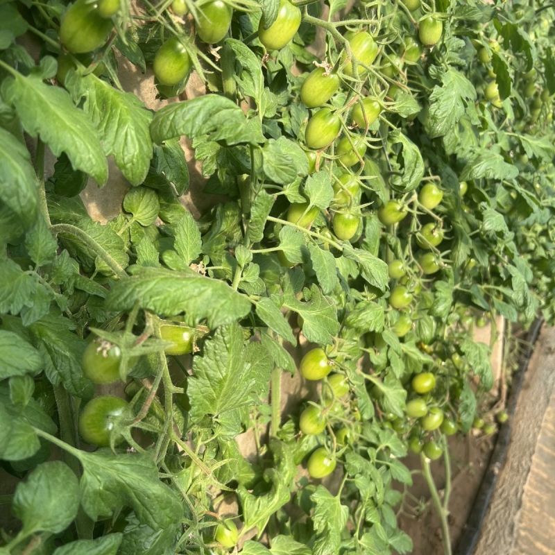 蜜青提1号小番茄种子水果千禧樱桃番茄种籽早春越夏耐热高