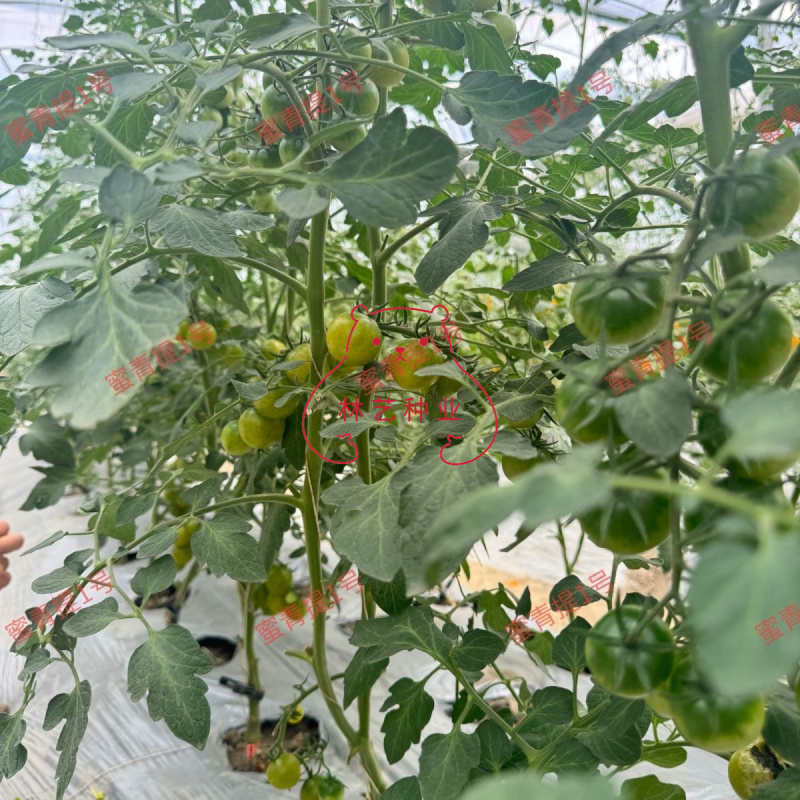 蜜青提1号小番茄种子水果千禧樱桃番茄种籽早春越夏耐热高