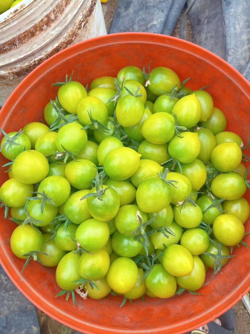 蜜青提1号小番茄种子水果千禧樱桃番茄种籽早春越夏耐热高