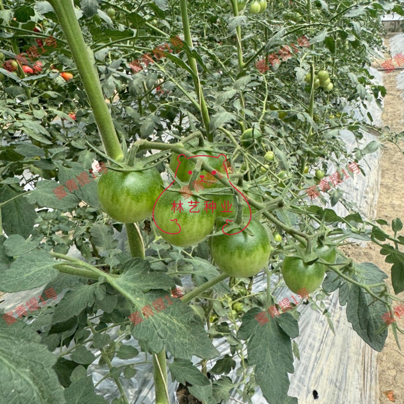 蜜青提1号小番茄种子水果千禧樱桃番茄种籽早春越夏耐热高