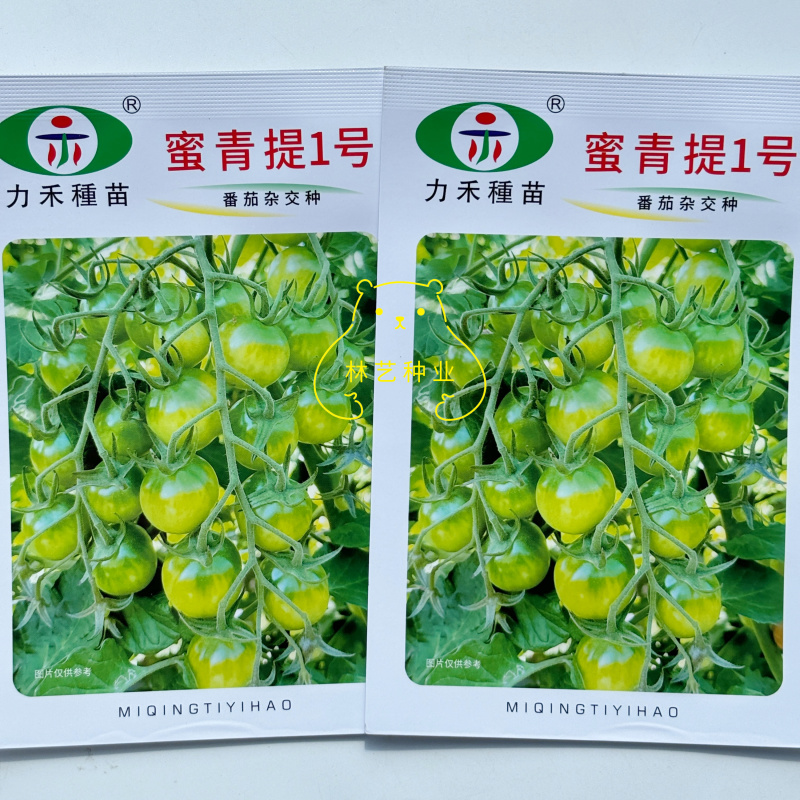蜜青提1号小番茄种子水果千禧樱桃番茄种籽早春越夏耐热高