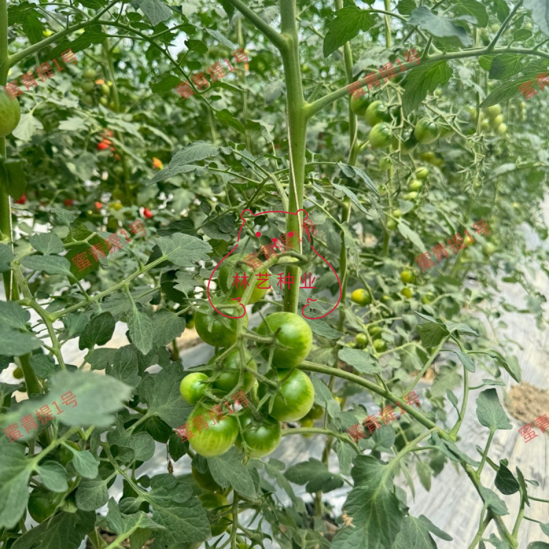 蜜青提1号小番茄种子水果千禧樱桃番茄种籽早春越夏耐热高