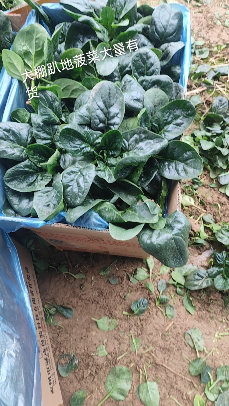 精品菠菜，质优价廉，大量供应中，全国发货