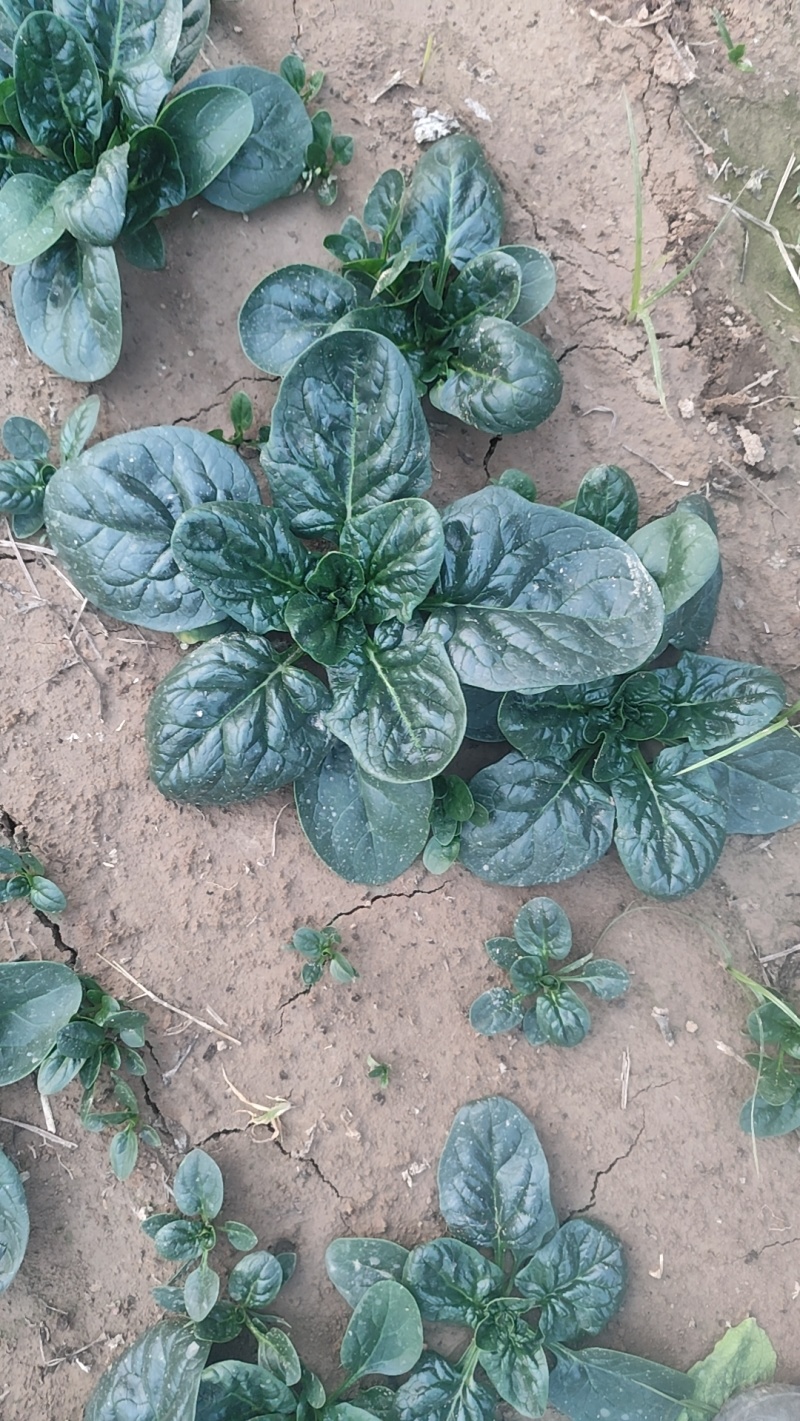 精品菠菜，质优价廉，大量供应中，全国发货