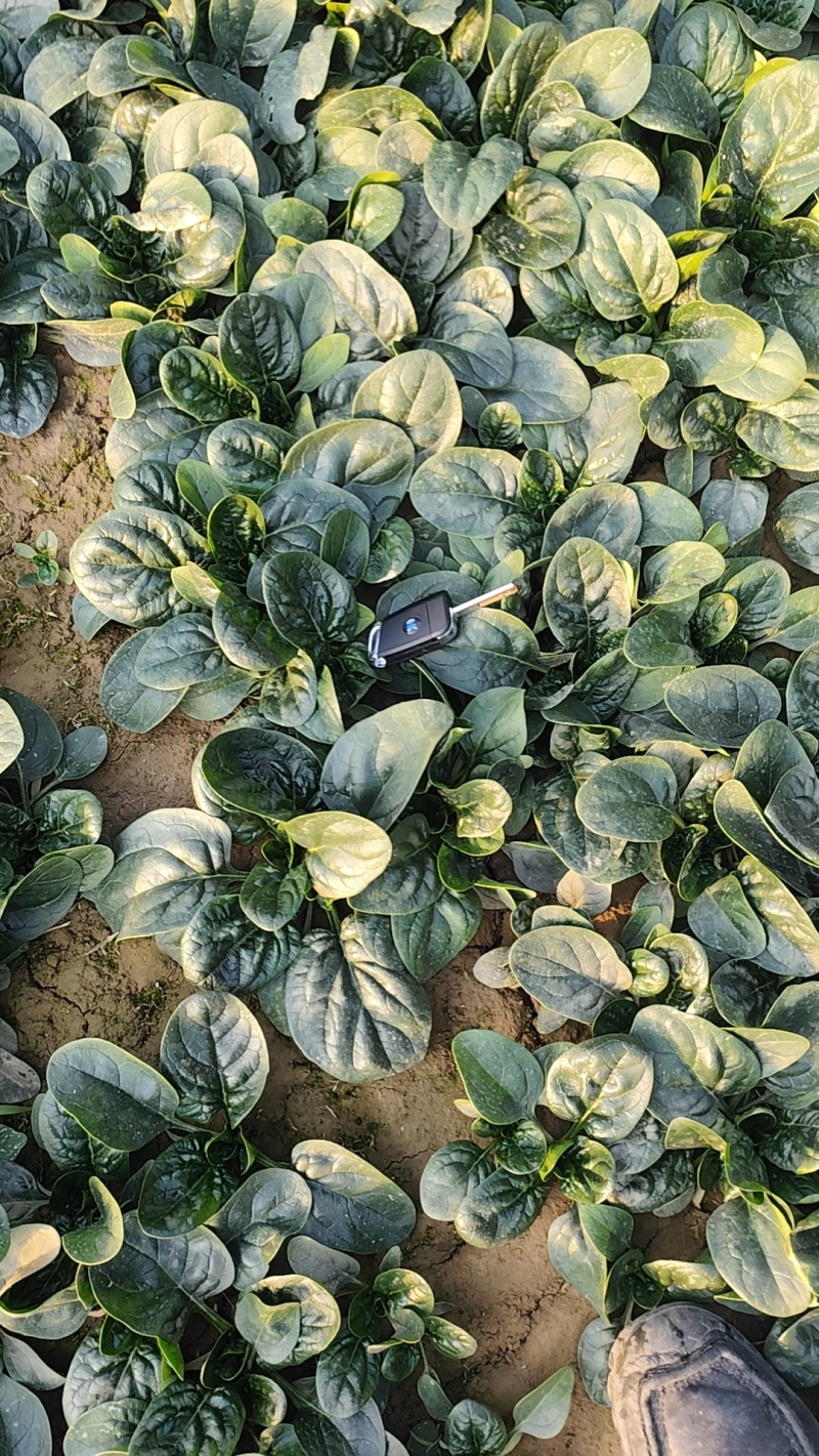 精品菠菜，质优价廉，大量供应中，全国发货
