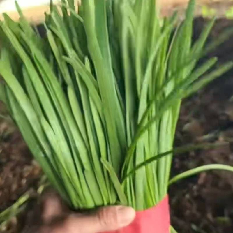 抚宁小捆韭菜
